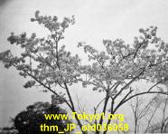 thm_JP_old036058.jpg