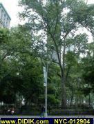 thm_NYC-012904.jpg